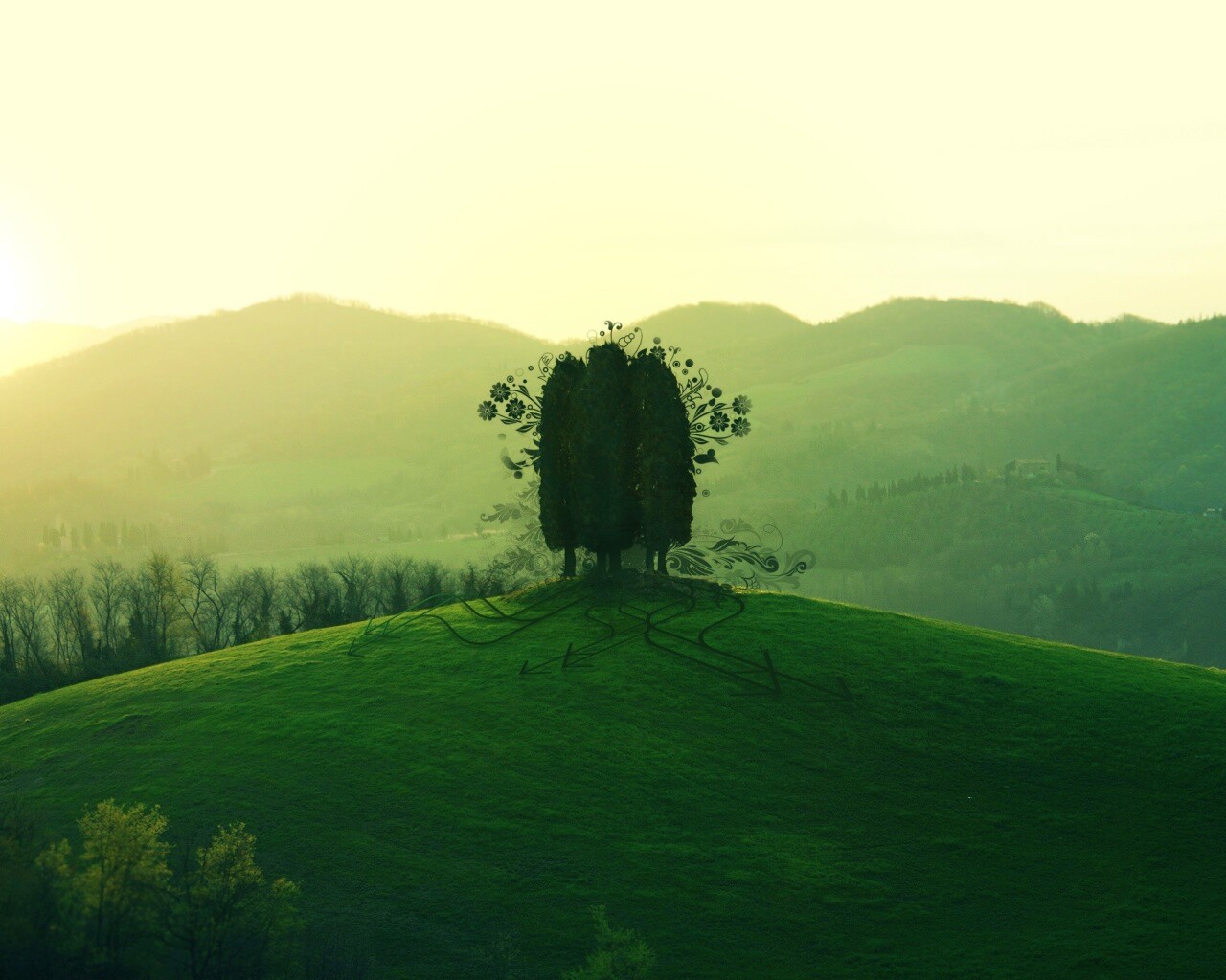 Деревья на холме обои