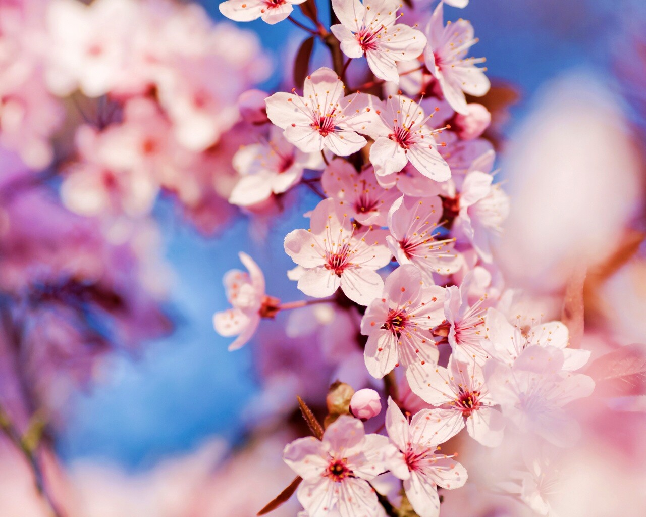 Цветение вишни обои