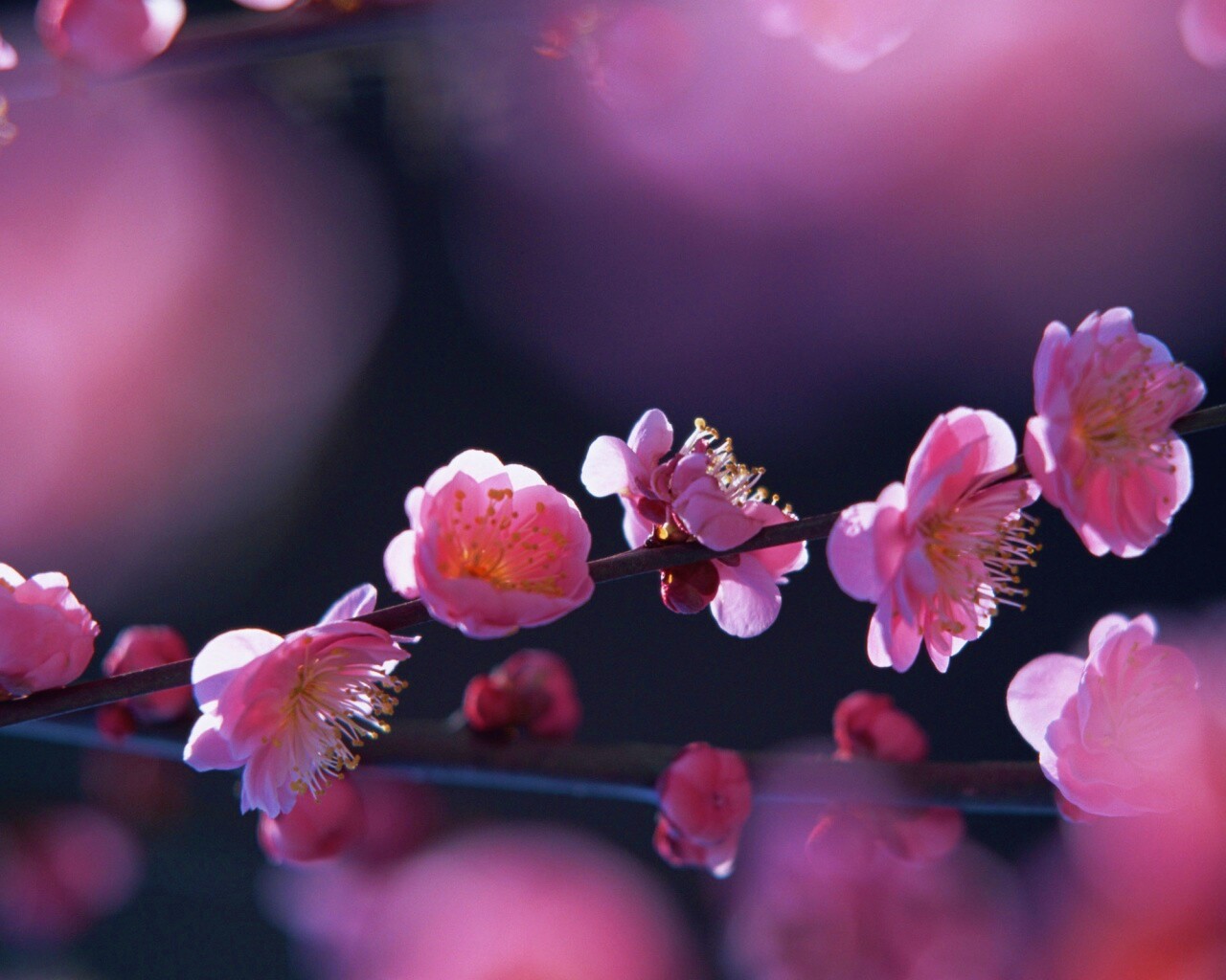 Цветущая вишня обои