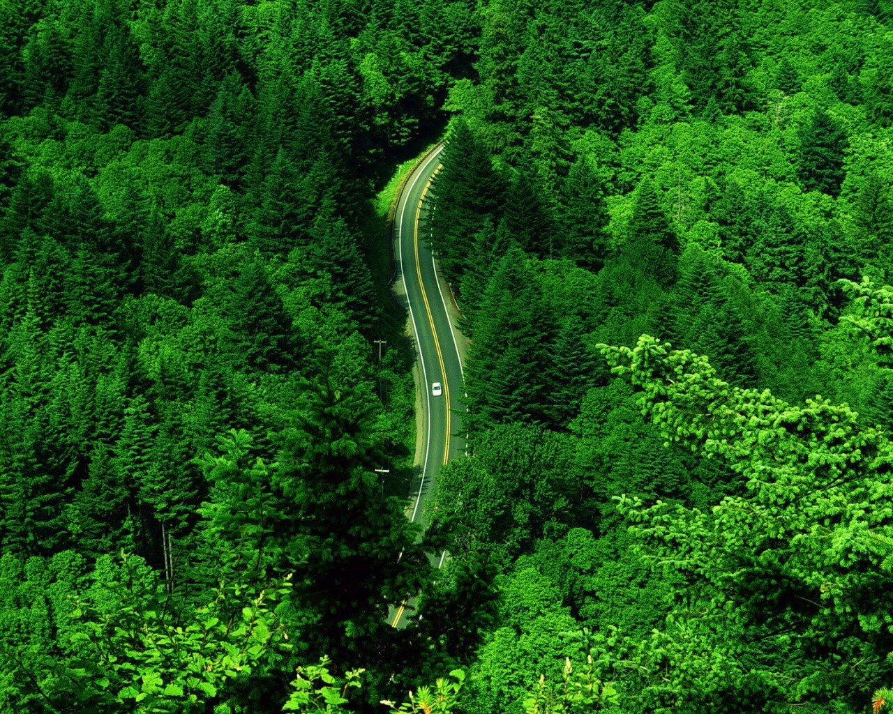 Лесная трасса обои