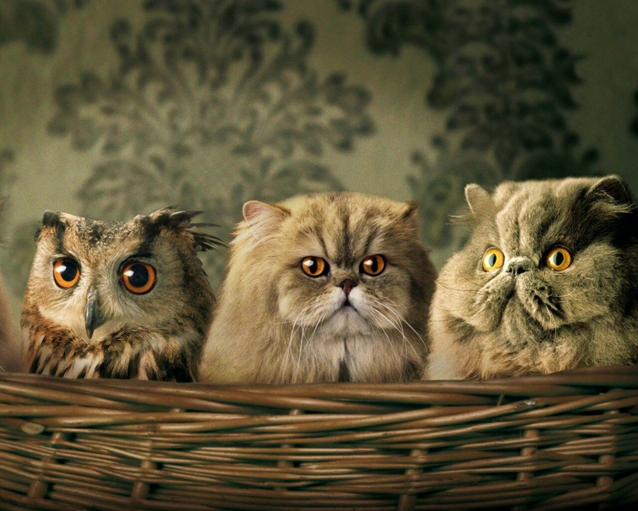 Чужой среди своих обои