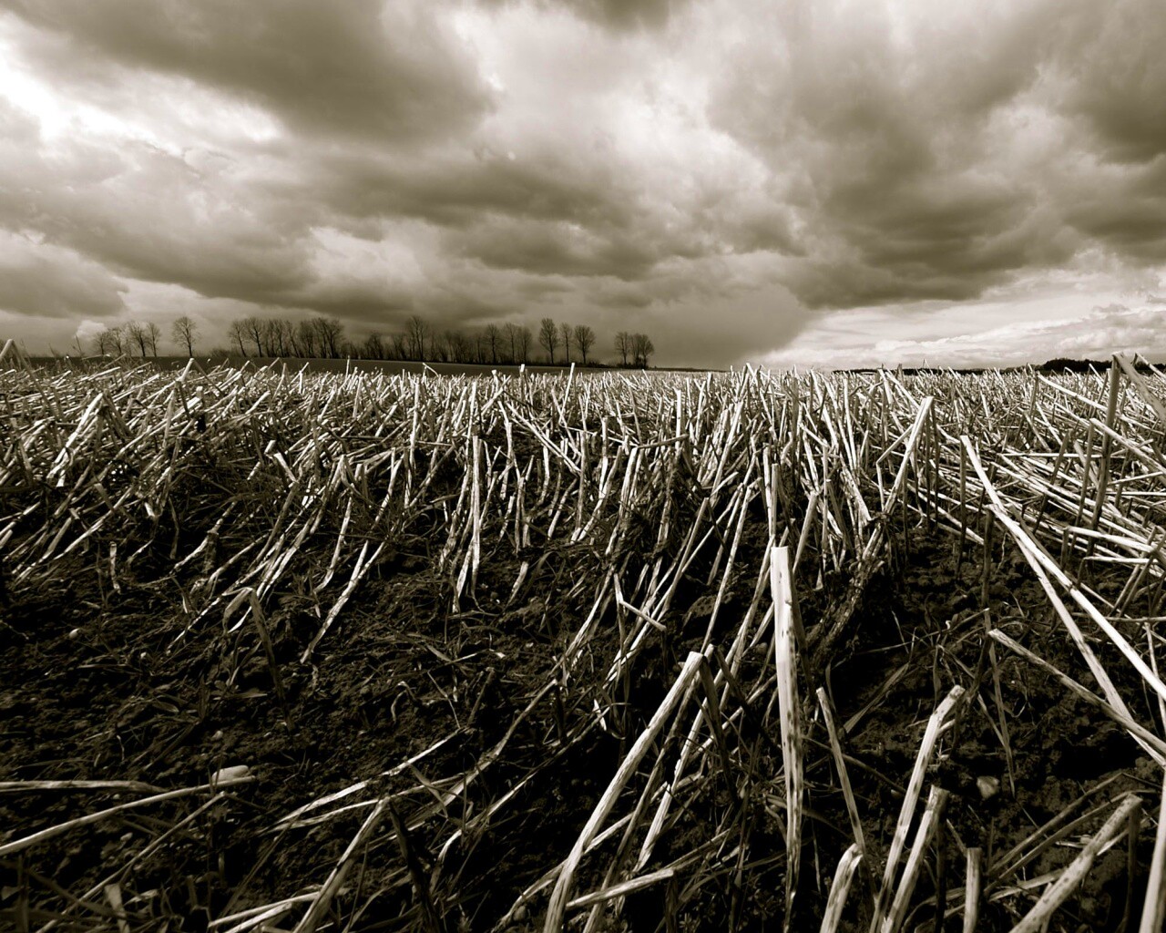 Убранное поле обои