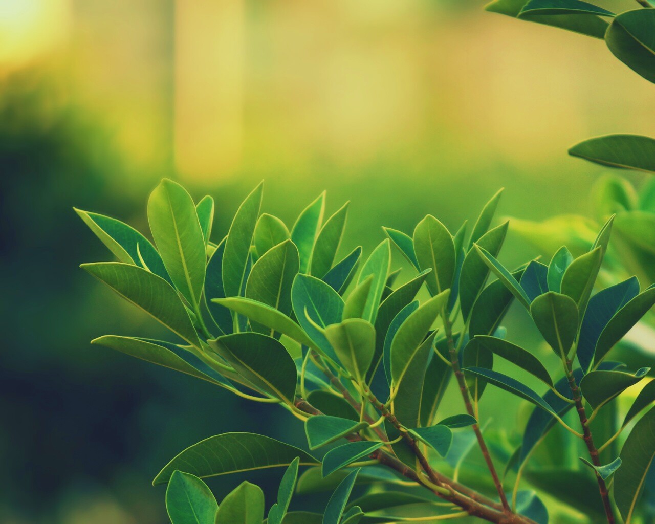 Листья обои