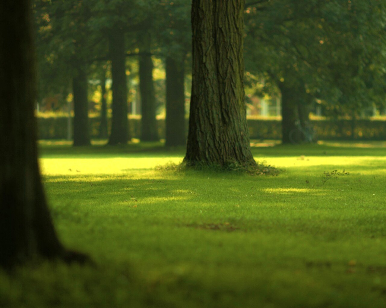 Ствол дерева обои