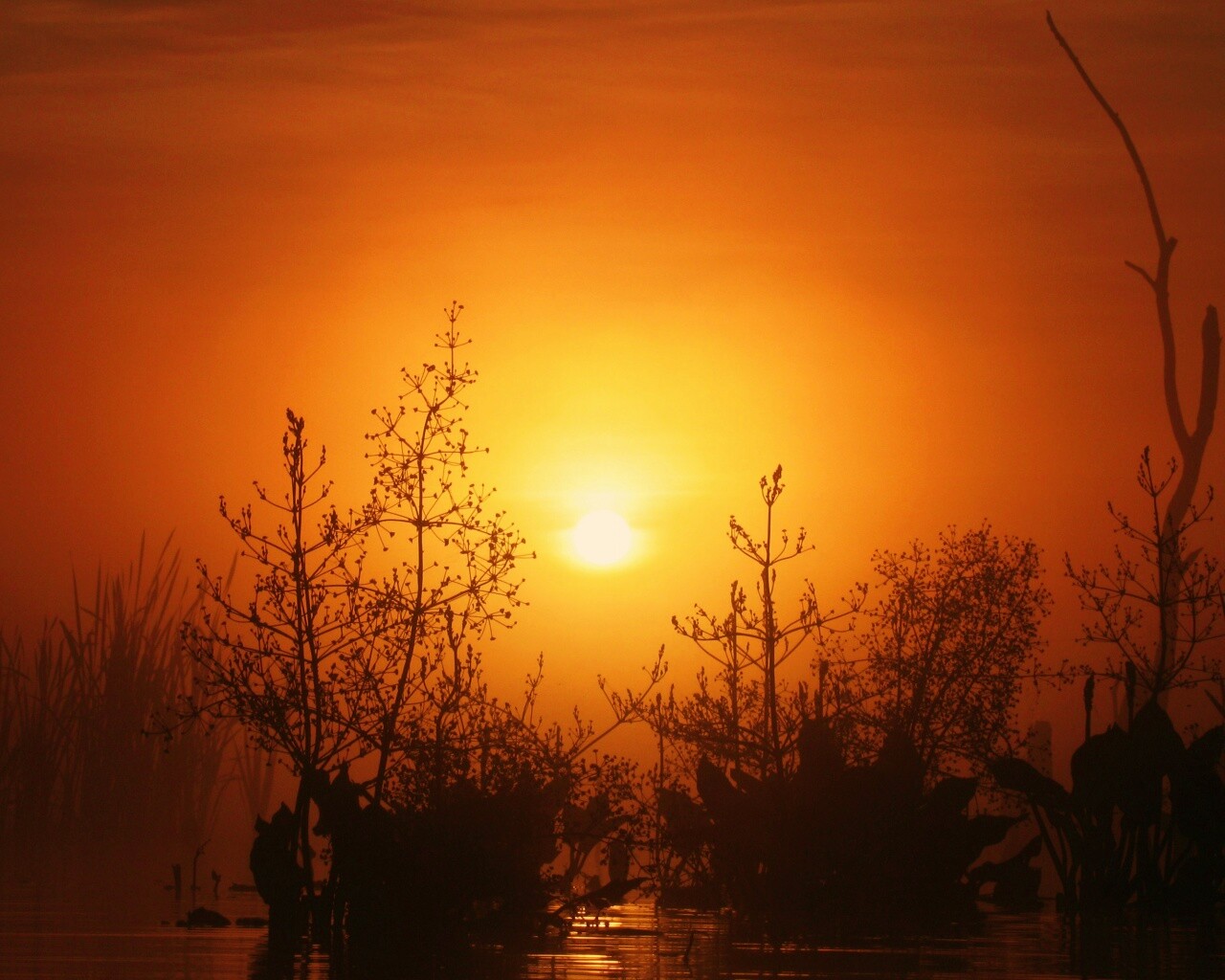 Доисторическое утро обои