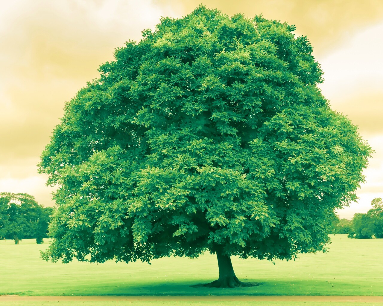 Зеленое ирландское дерево обои