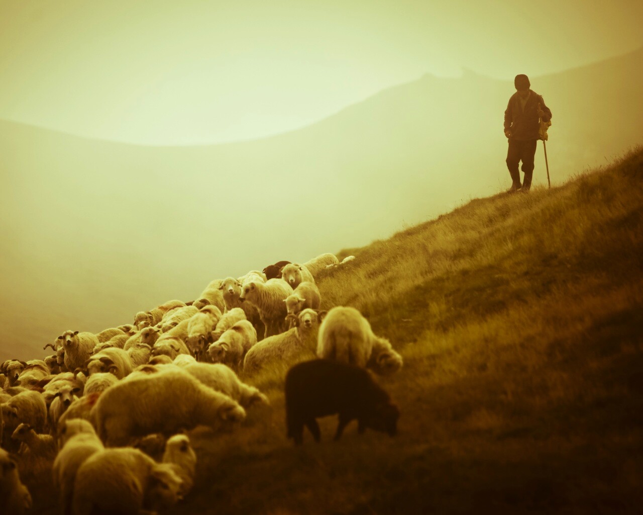 Пастух и стадо обои