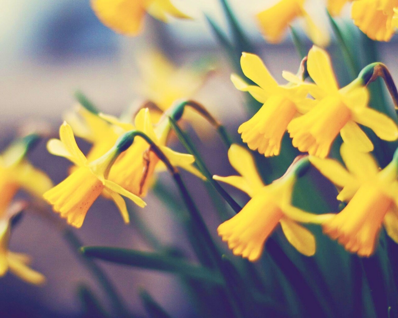 Нарциссы обои