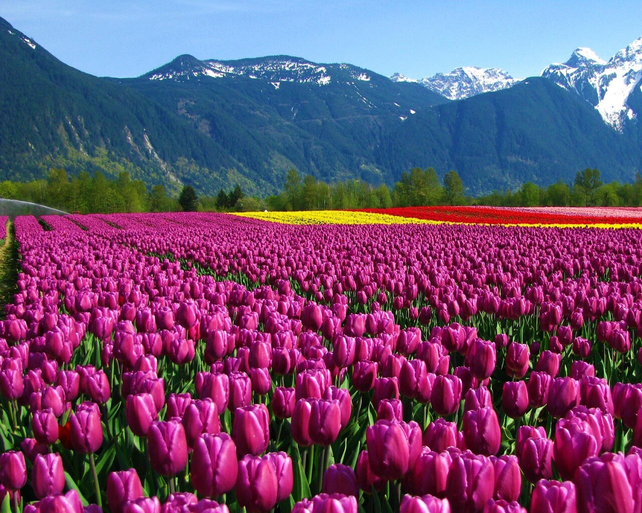 Поле тюльпанов обои