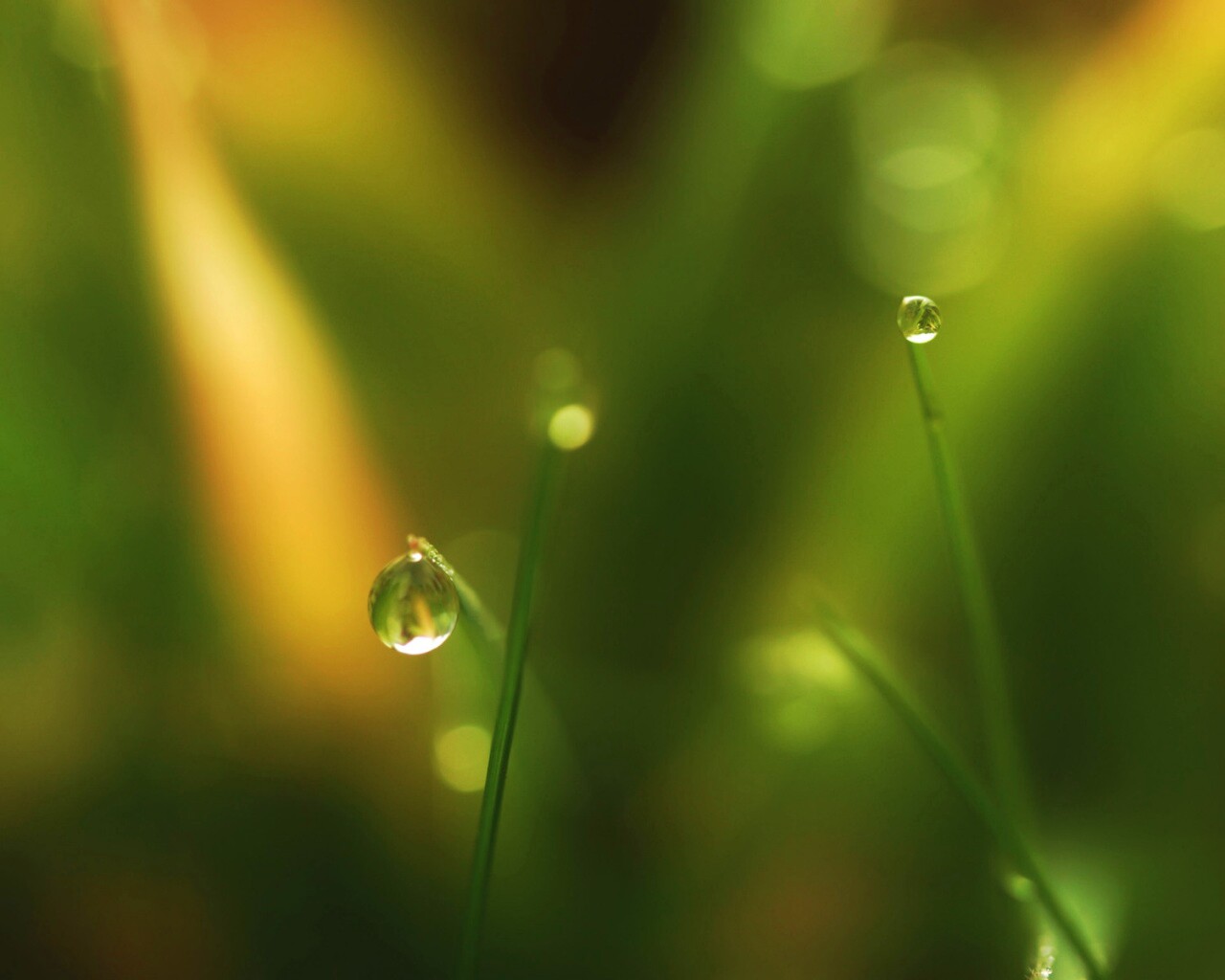 Роса на травинке обои