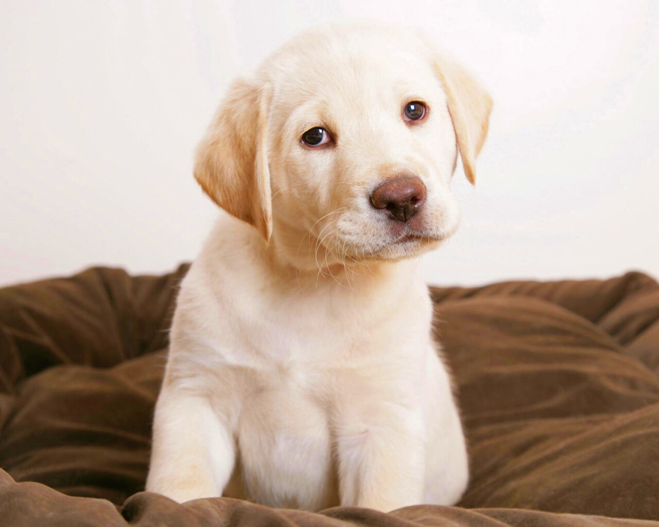 Маленький щеночек обои