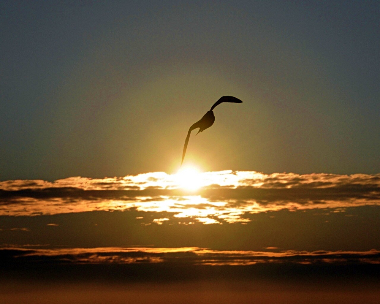 Морская чайка обои