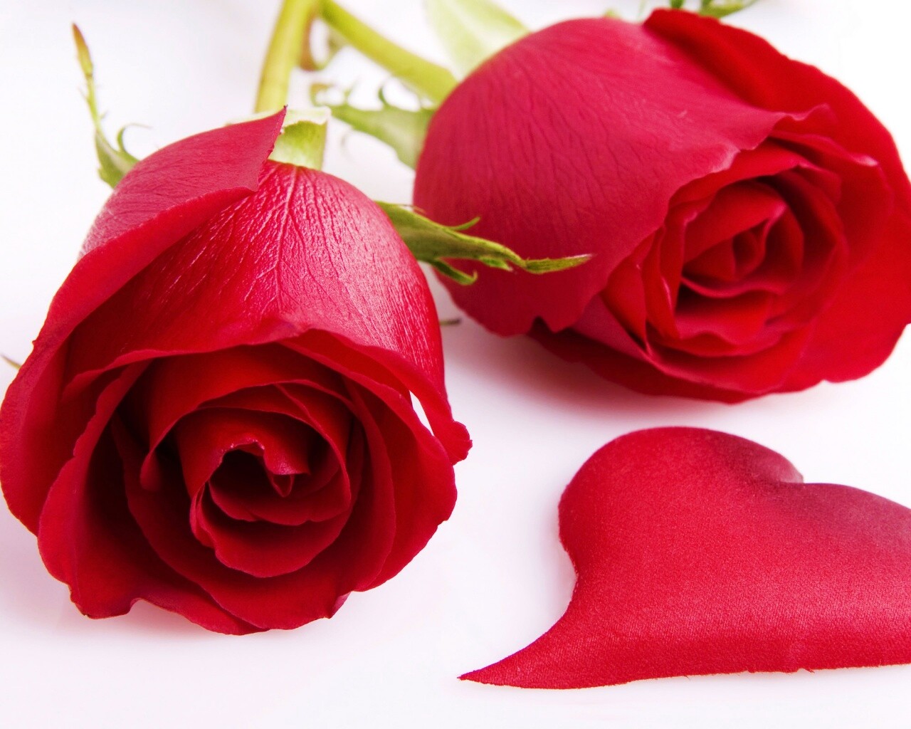 Две красные розы обои