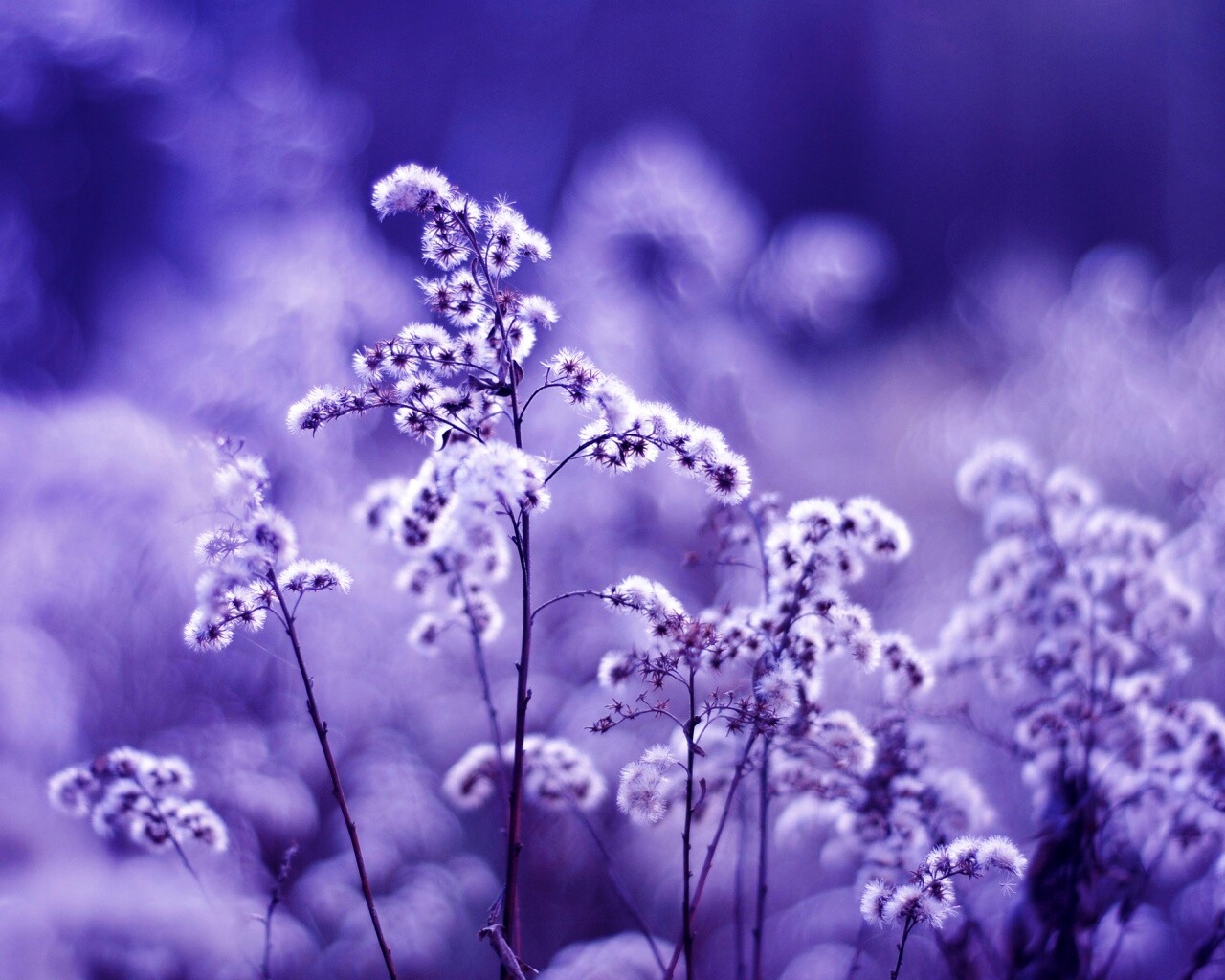 Сиреневые цветы обои