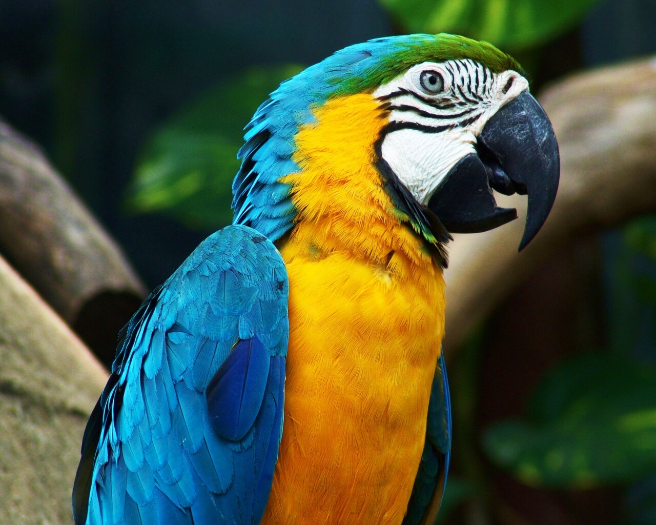 Разноцветынй попугай обои