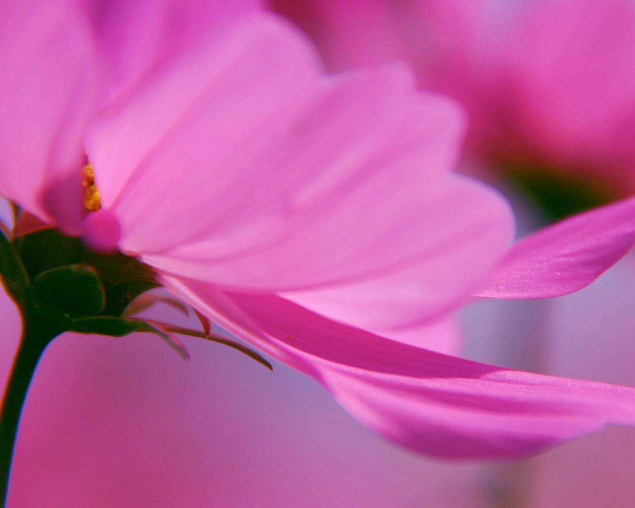 Розовый цветок обои