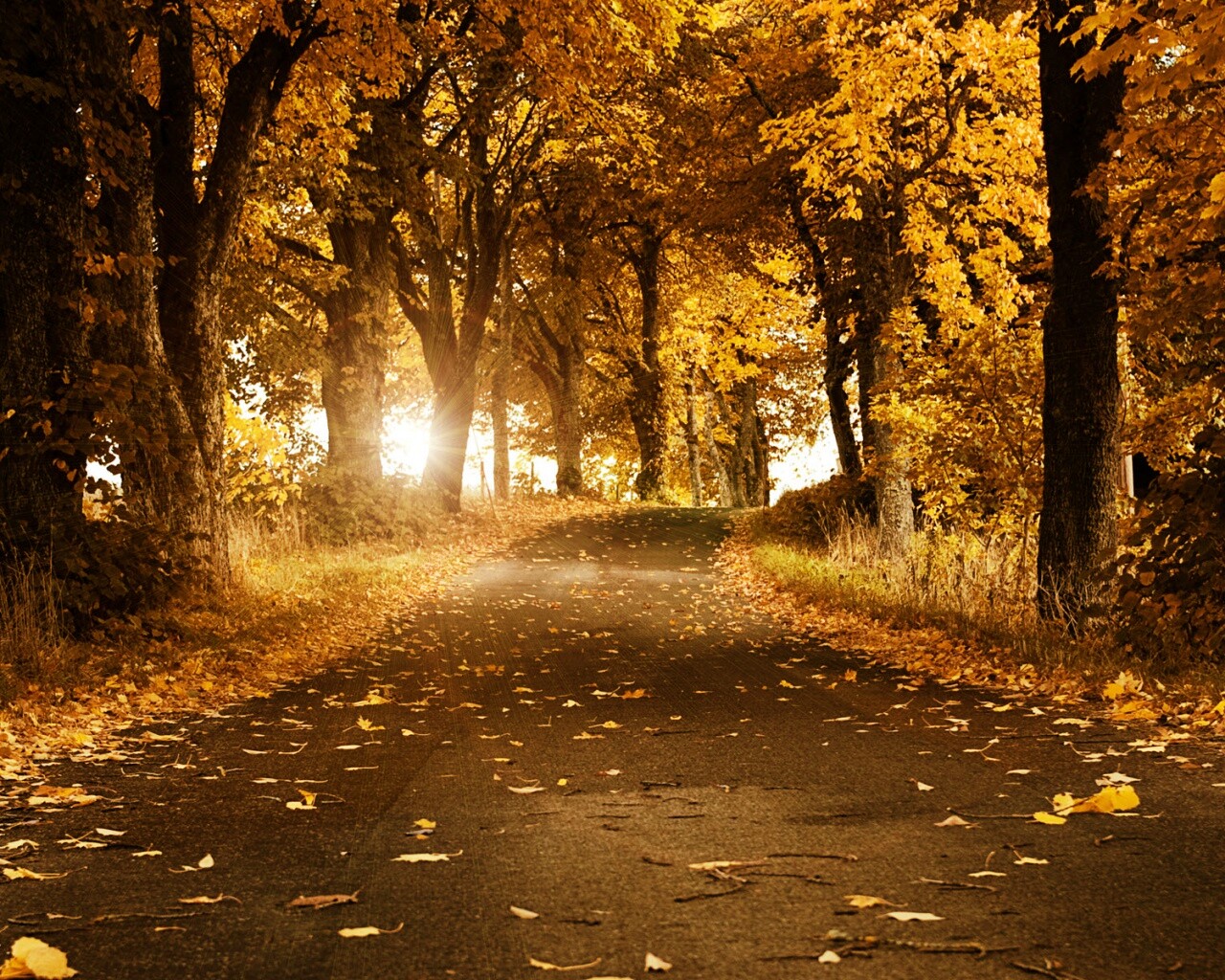 Дорога в осеннем парке обои