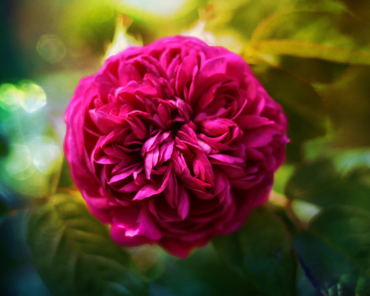 Клевер крупным планом обои