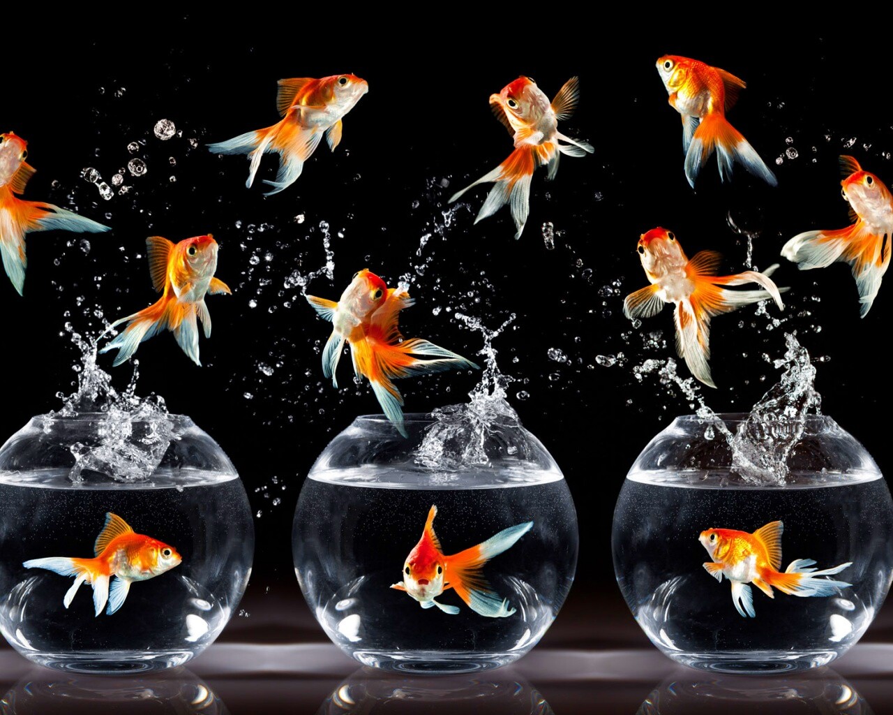 Аквариумы жонглируют рыбами обои