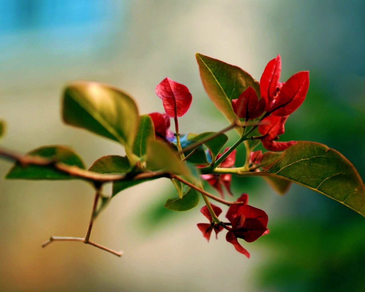 Разноцветные листья обои