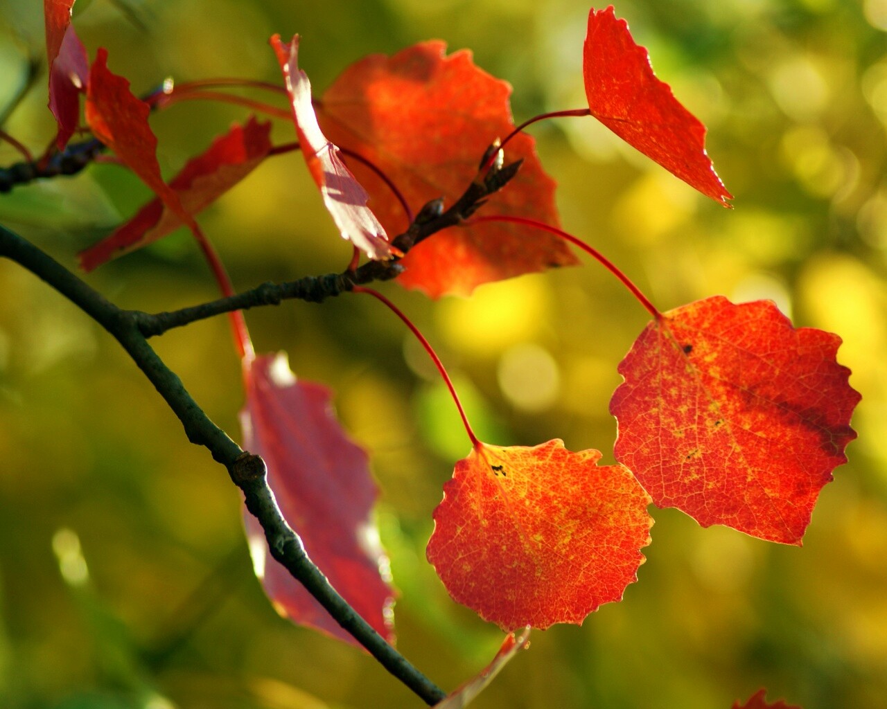 Красные листья обои