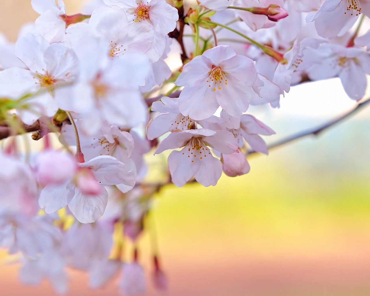 Цветение вишни обои