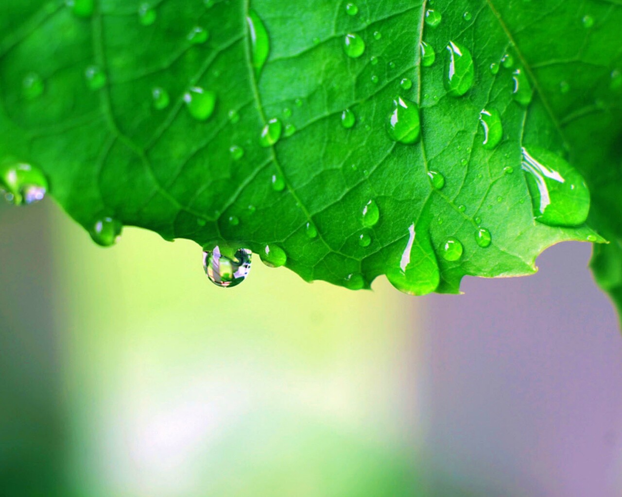 Роса на листе в макро обои