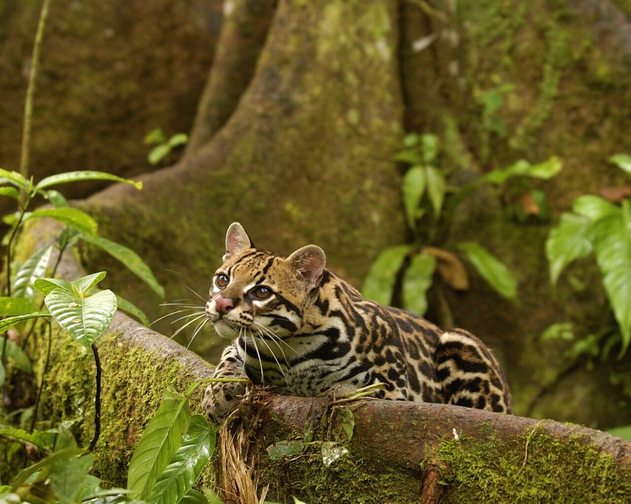 Оцелот обои