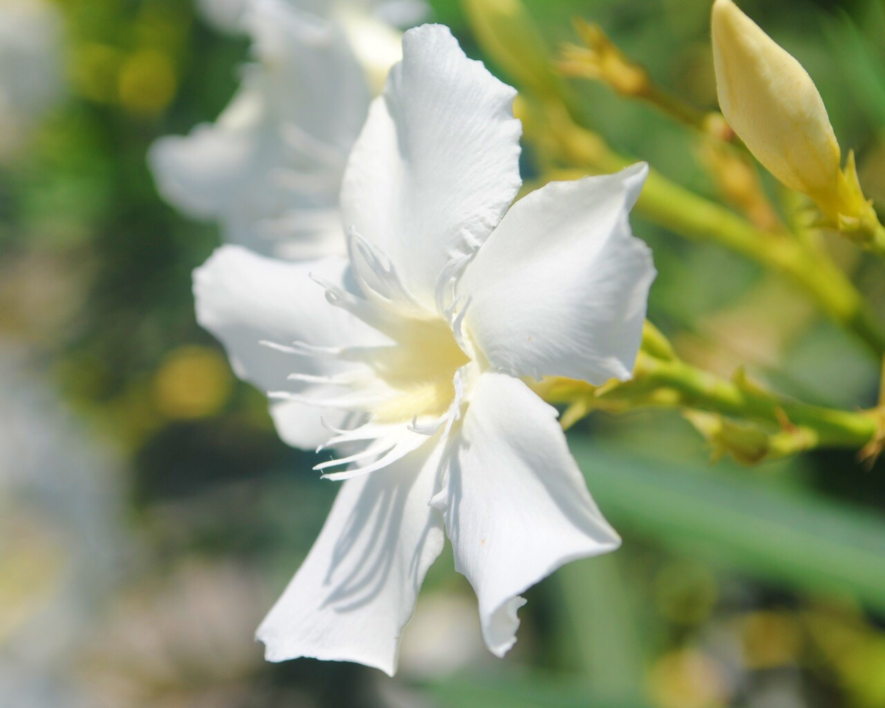 Эухарис, амазонская лилия обои