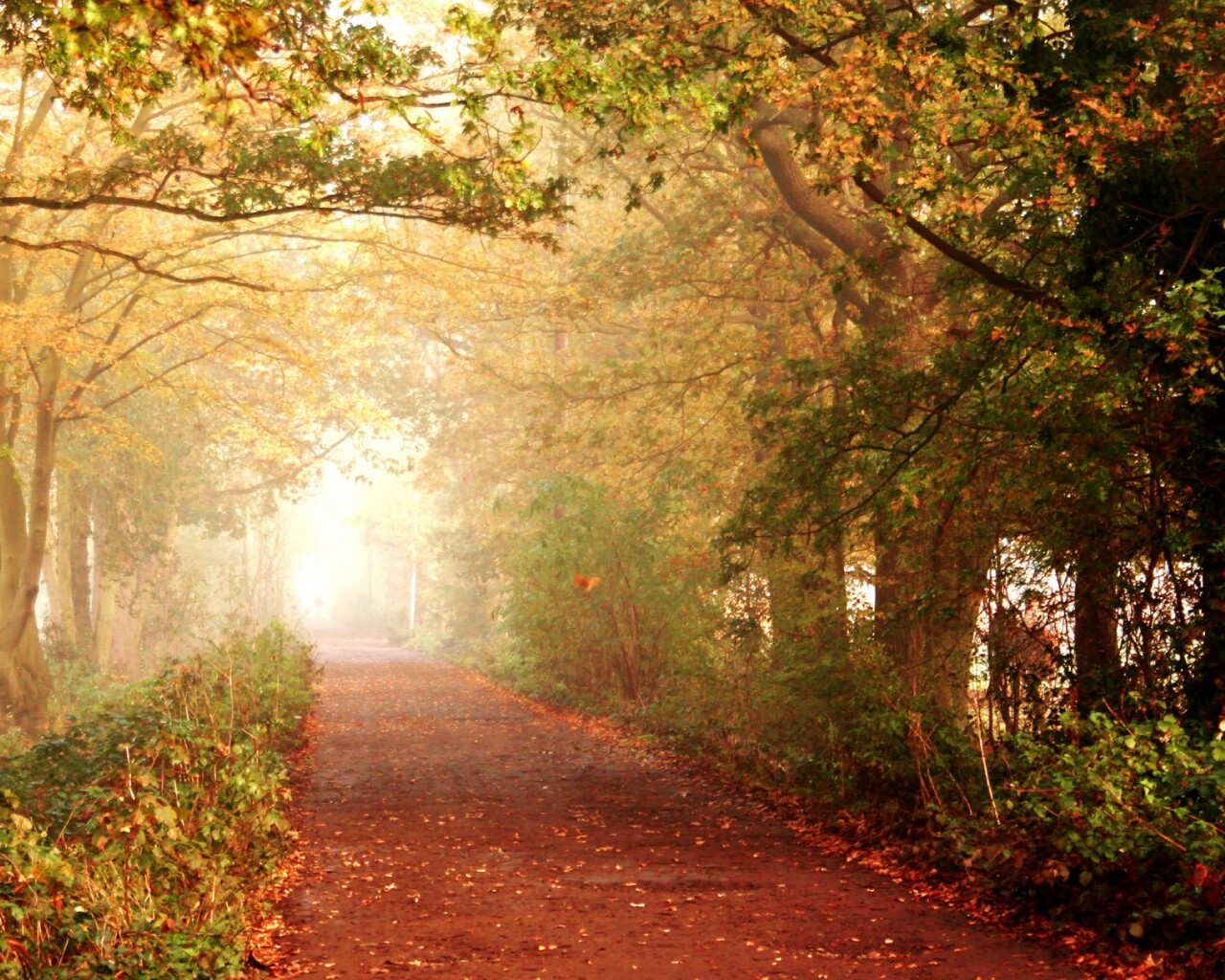 Парковая дорожка обои