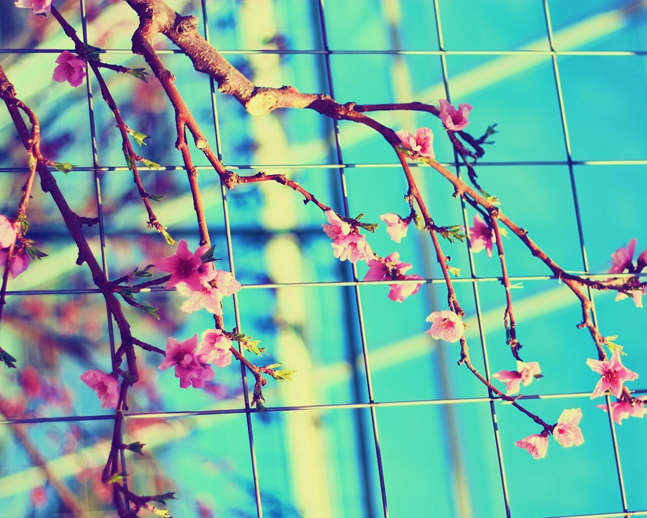 Ветка за сеткой обои