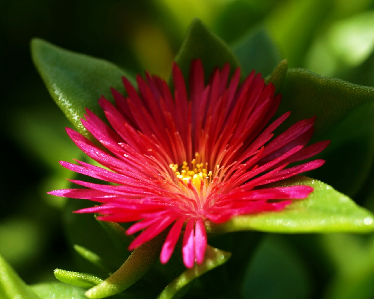 Чудесный цветок обои