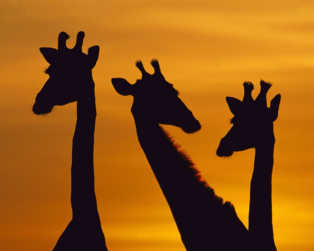 Три силуэта жирафов на фоне неба обои