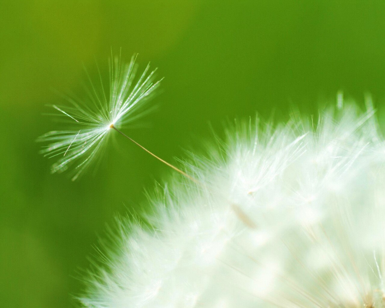 Пушинка одуванчика обои