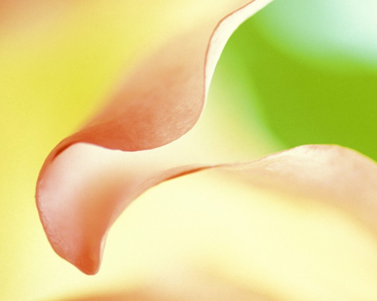 Оттенки природы обои