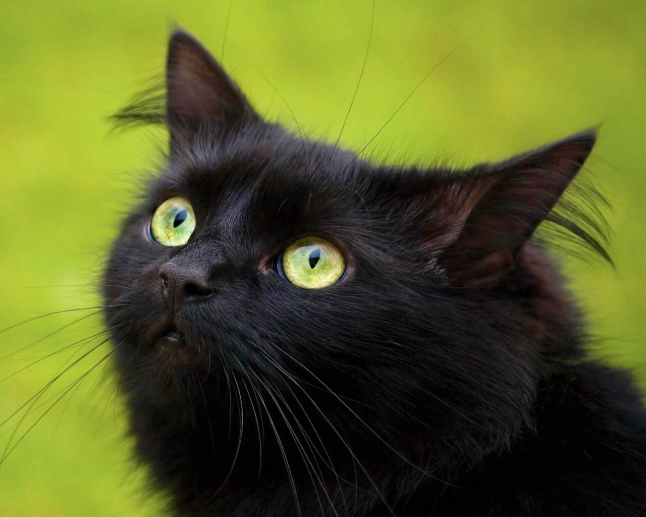 Чёрный котик с зелёными глазками обои