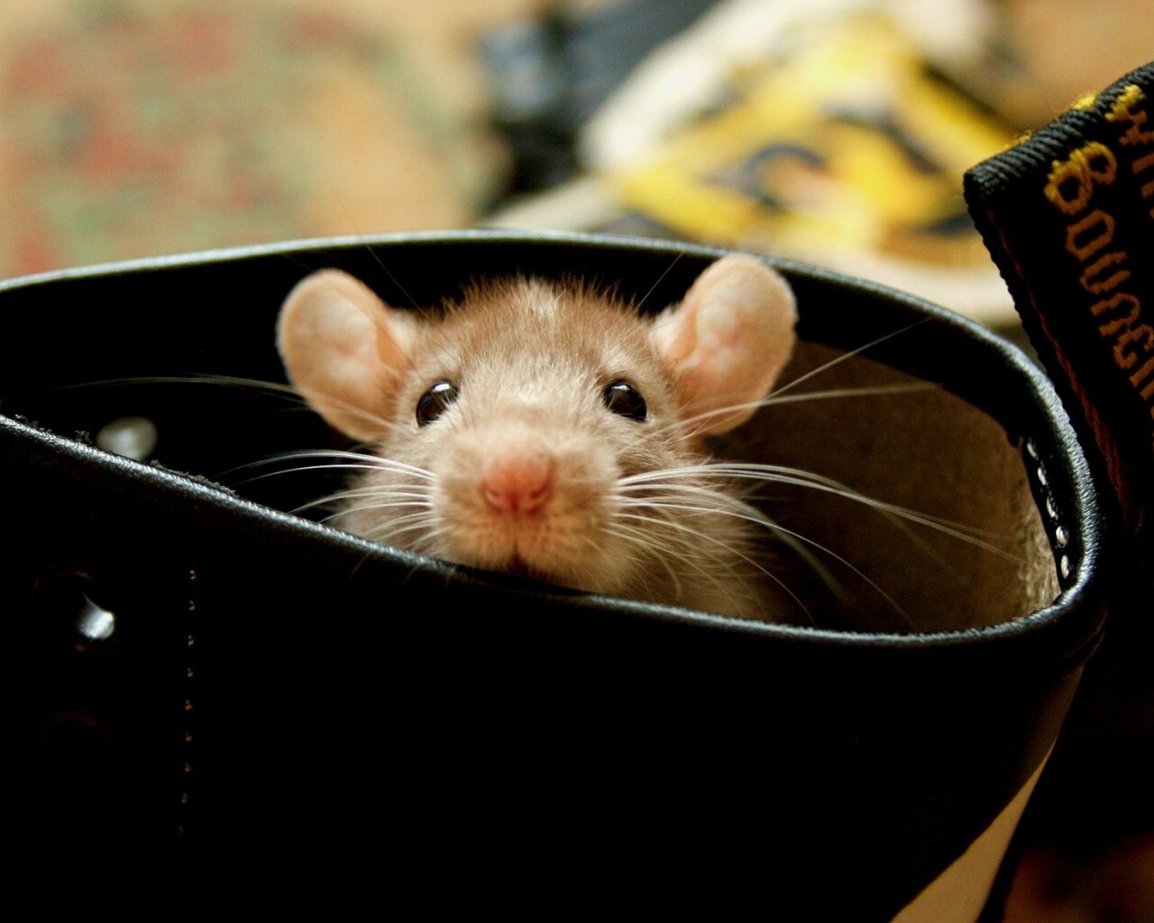 Мышонок выглядывает из ботинка обои