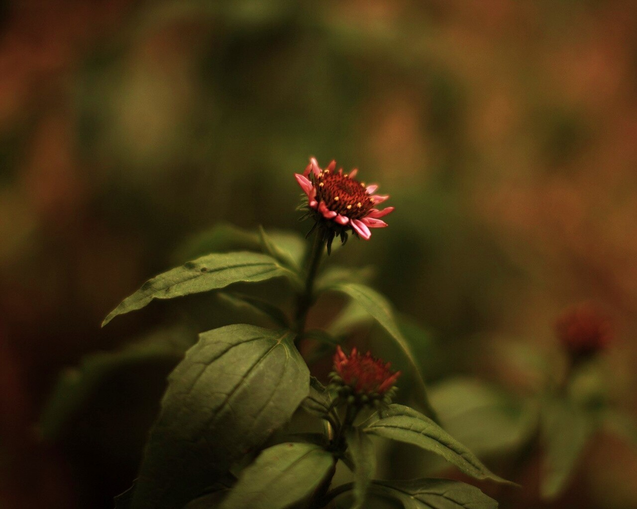 Фотография цветка обои