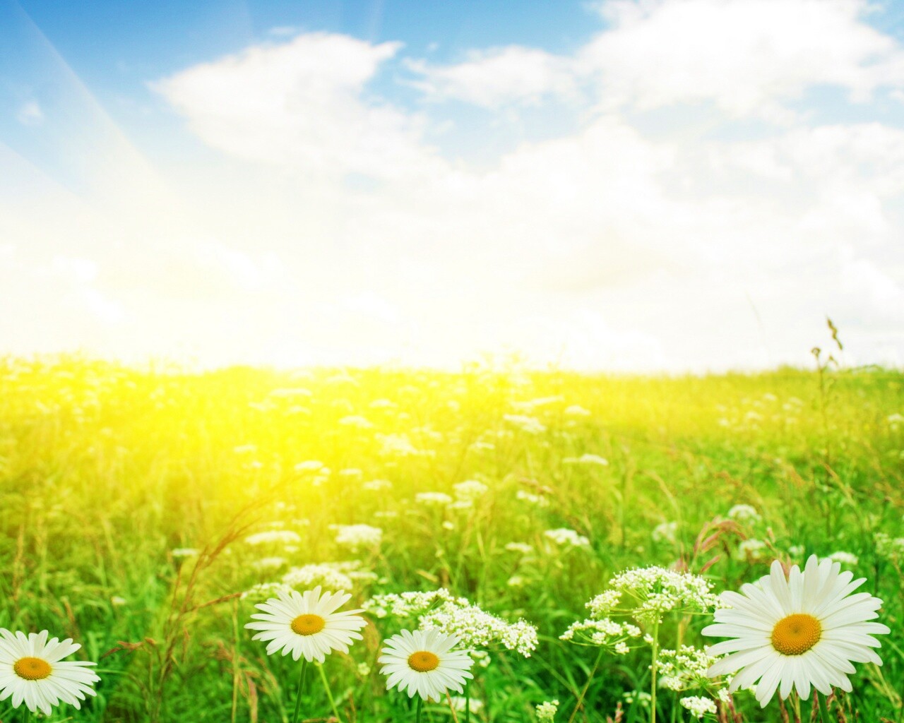 Поле ромашек обои