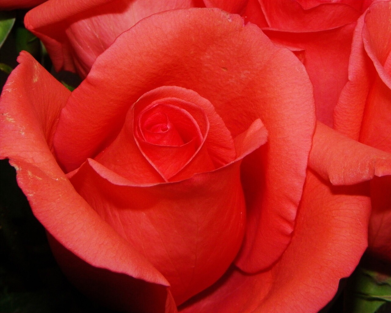 Бутон розы обои