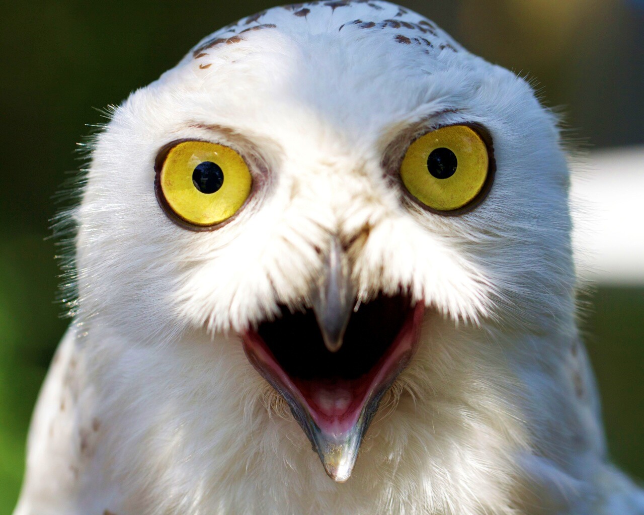 Сова в шоке! обои