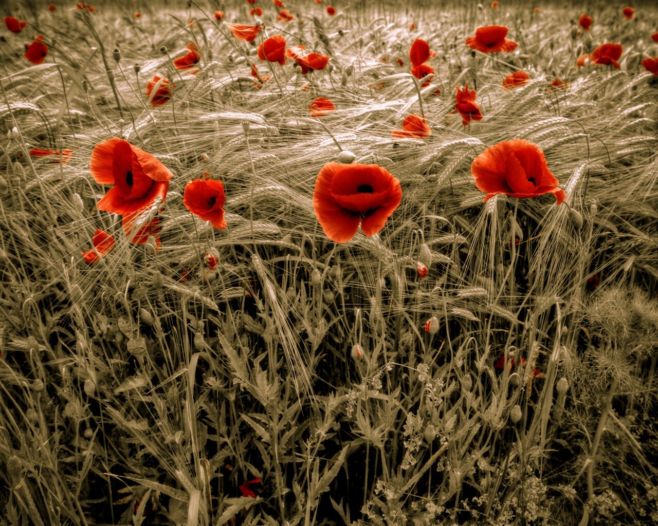 Красные маки обои