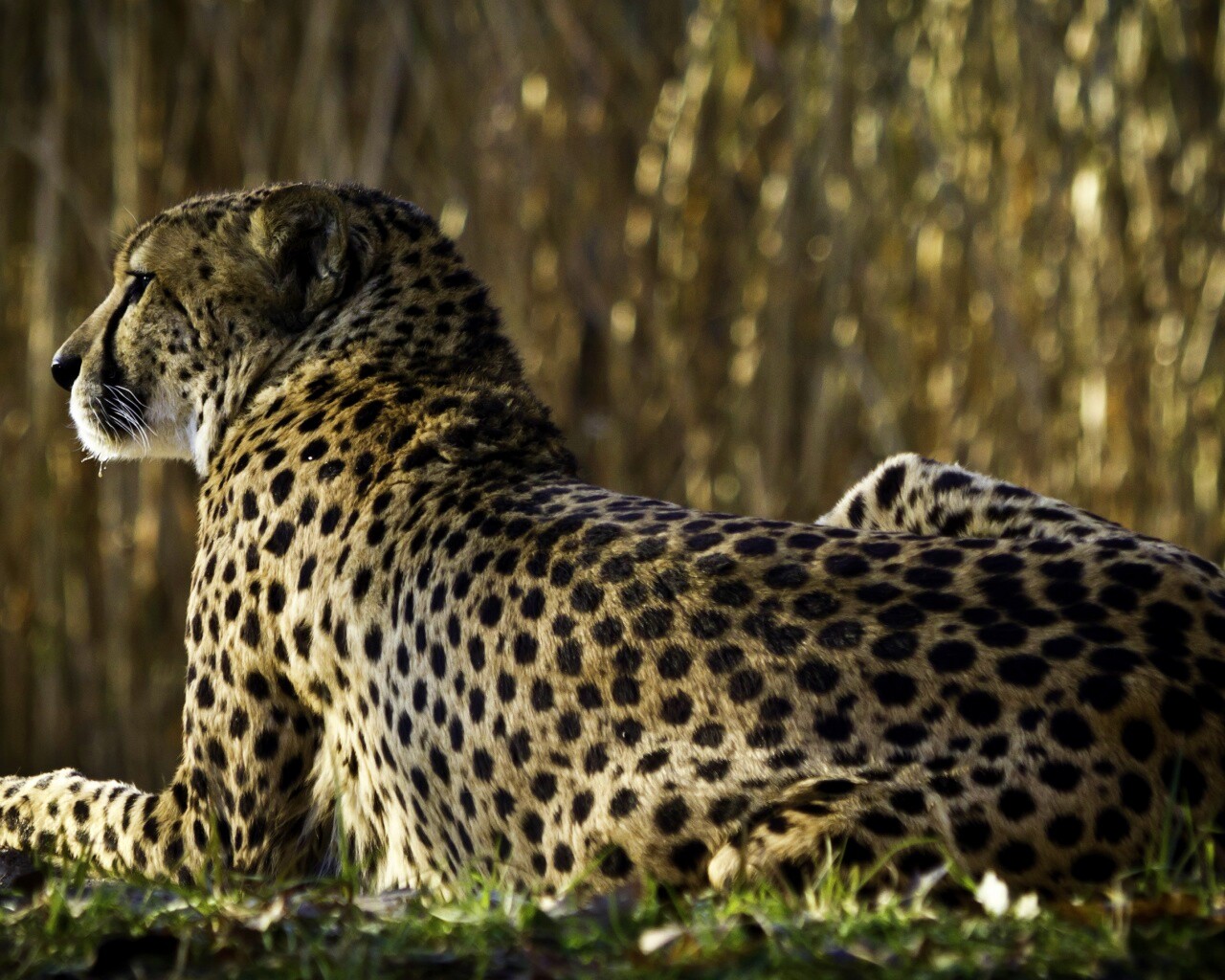 Гепард обои