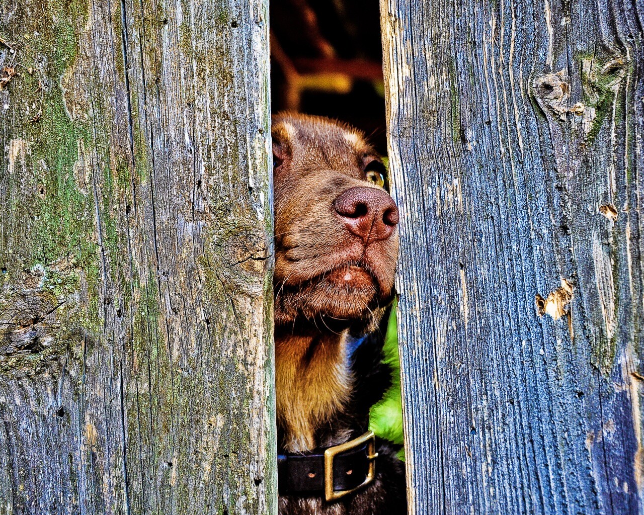 Собака выглядывает из-за забора обои