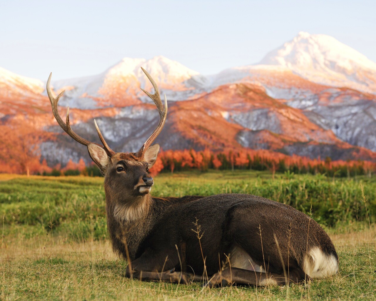 Олень отдыхает в предгорьях обои