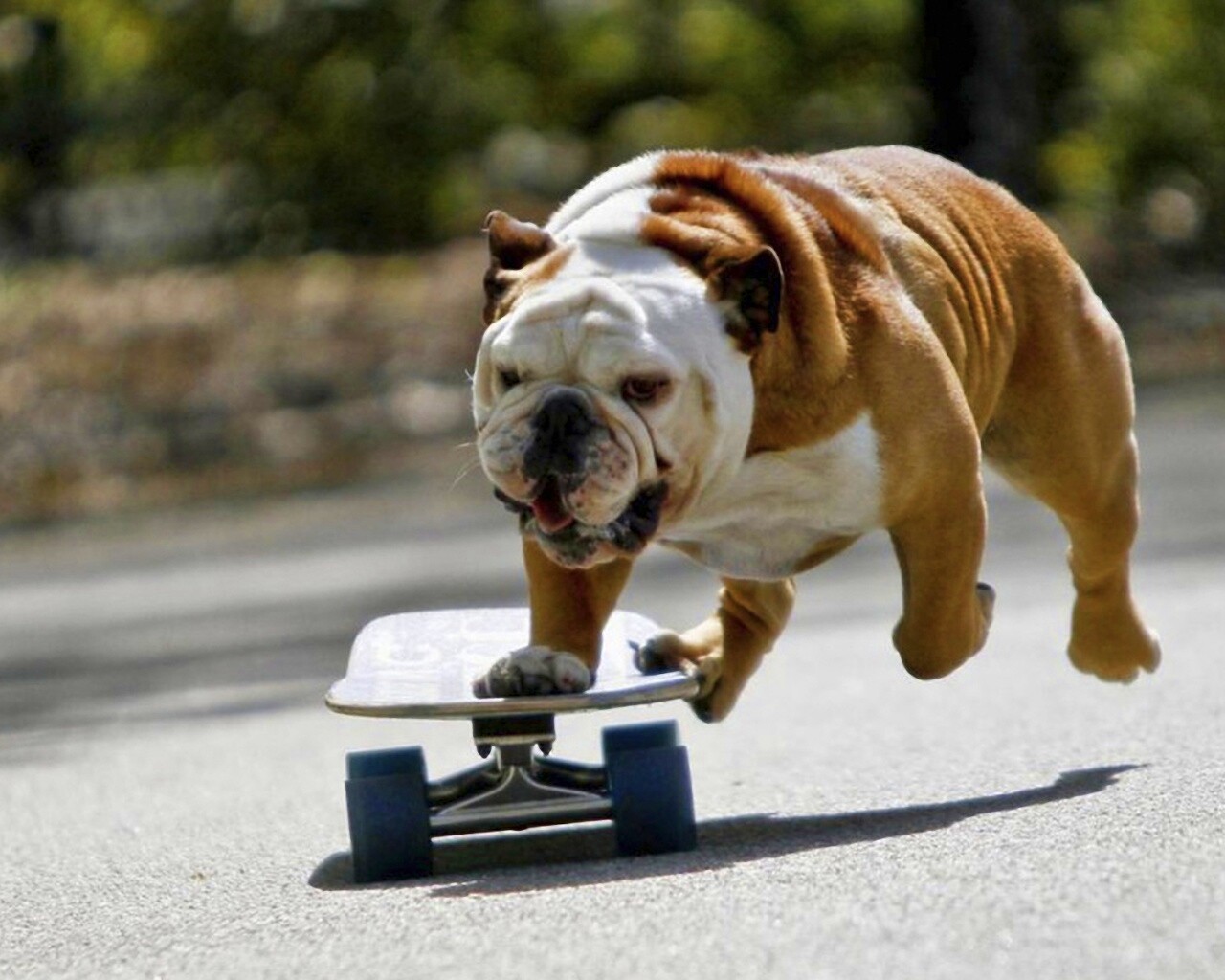 Собака на скейтборде обои