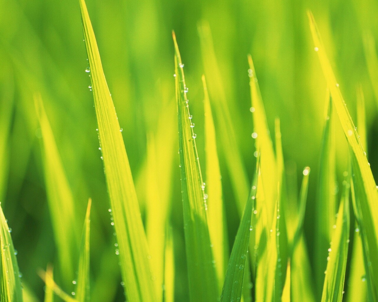 Яркая зеленая трава обои