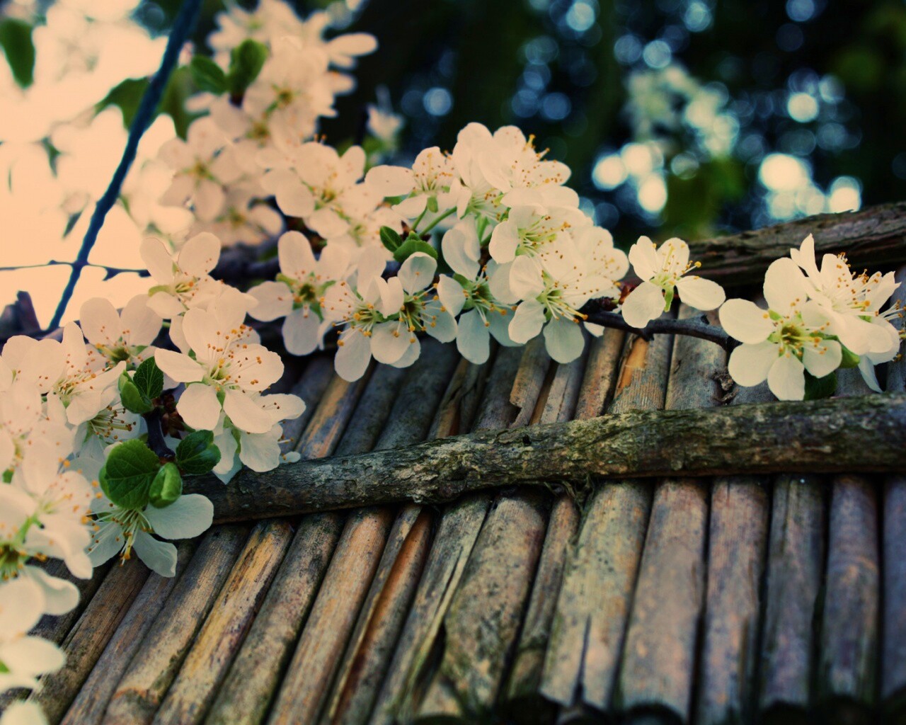 Веточка цветущей вишни обои