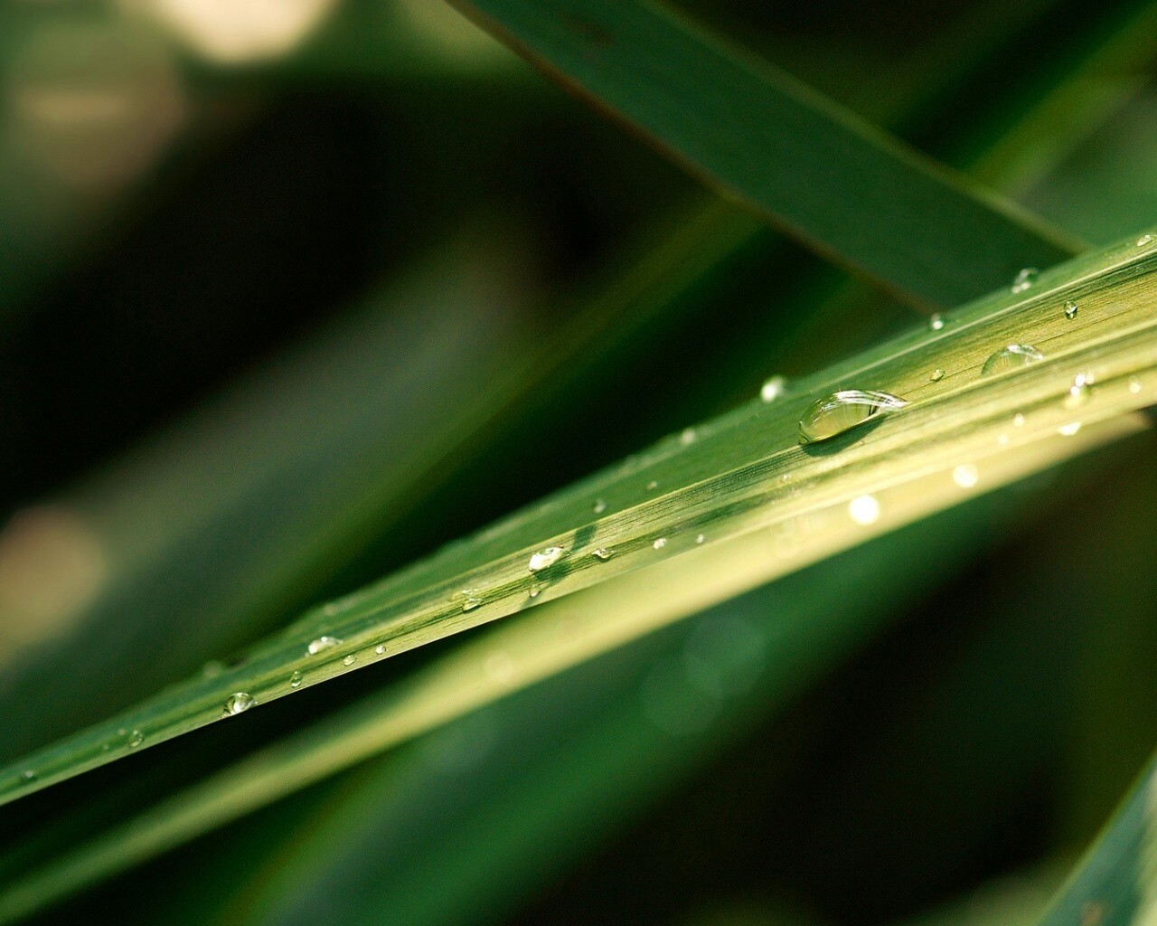 Капли росы на листе обои