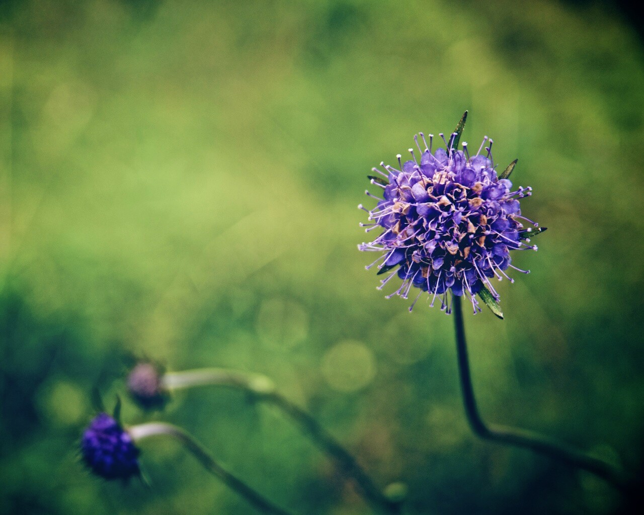 Цветок в макро обои